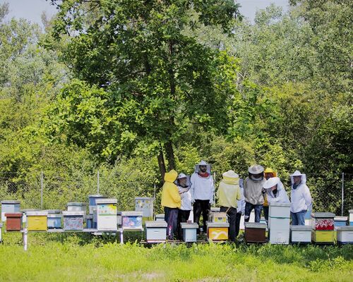 Urbano-edukativni pčelinjak doprinosi boljoj resocijalizaciji počinitelja kaznenih djela